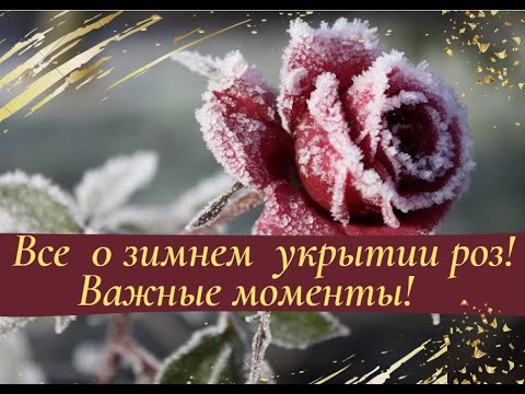 Видео: Все о зимнем укрытии роз! Важные моменты!