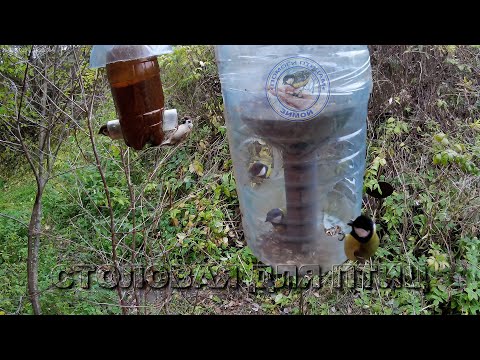 Видео: Кормушка с семечками 19 октября 2025 года (09)