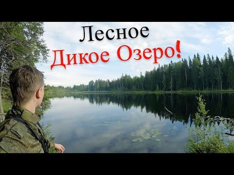 Видео: Поиски Щуки на Глухом Озере! Лось и Бобер где-то рядом.. UHD