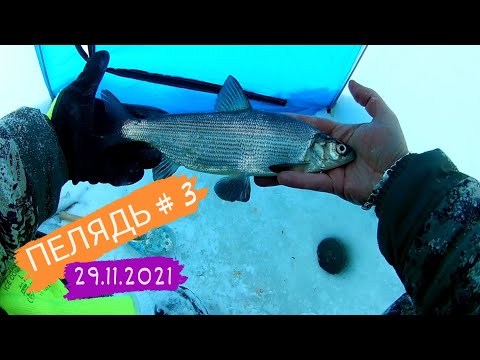 Видео: ПЕЛЯДЬ-3 Полноватское ХМАО-Югра Белоярский  #рыбалкавсибири #зимняярыбалка