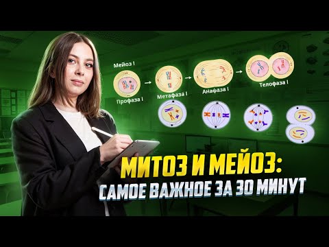 Видео: Митоз и мейоз: все важные моменты за 30 минут | Биология ЕГЭ для 10 класса | Умскул
