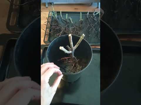 Видео: 19 марта 2023 розы от Гарденмарт часть 4 посадка в горшки