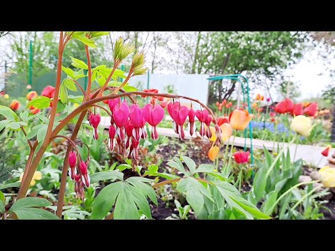 Видео: СУМАСШЕДШАЯ КРАСОТА НА УЧАСТКЕ ВЕСНОЙ. ПРИГЛАШАЮ В ГОСТИ ПРОГУЛЯТЬСЯ ПО МОЕМУ САДУ.