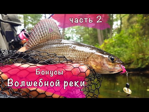 Видео: Бонусы Волшебной реки Хариус Форель Щука