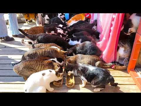 Видео: Я ночевала у 130 кошек и котят!