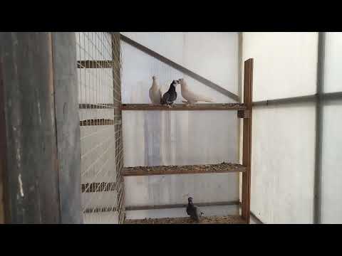 Видео: Поехал за племенной птицей## голуби #иркутскаяобласть ##