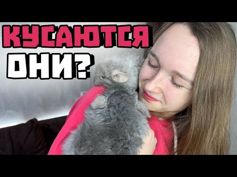 Видео: Кусаются ли шиншиллы? | Ручные они или нет?