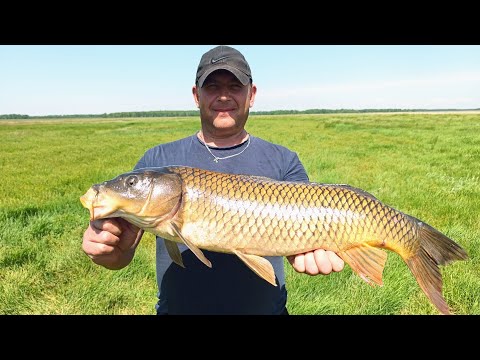Видео: РЫБАЛКА НА ПАУК С КАМЕРОЙ, офигеть сколько рыбы под водой. Рыбалка 2025. Рыбалка на сазана. Рыбалка.