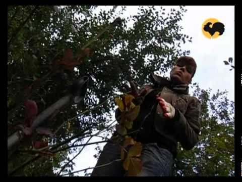 Видео: Розы в Саду. серия 18. француз 2