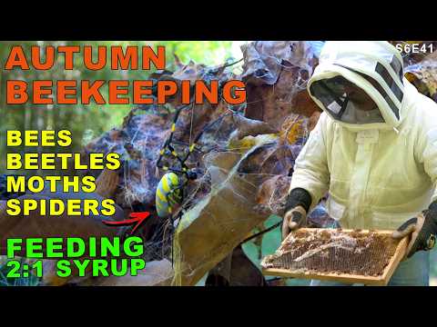 Видео: Осеннее пчеловодство | Вредители и подготовка