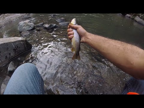 Видео: Ловля Ручьевой Форели в Горах Армении / Wild Trout Fishing in Armenian Mountain Streams