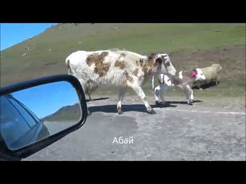 Видео: Автопутешествие Дорога Усть Кокса -Бийск через Денисову пещеру Солонешное Солоновка Старобелокуриха