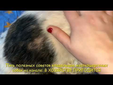 Видео: Пять полезных советов для владельцев жесткошерстных пород собак 🐶