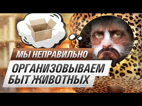Видео: Ветеринар разносит наши дизайн-решения для животных! Смотреть всем, у кого есть питомцы