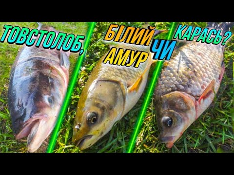 Видео: Товстолоб, білий амур чи карась!?  Що ловиться при зміні погоди!? Что ловится при смене погоды!?