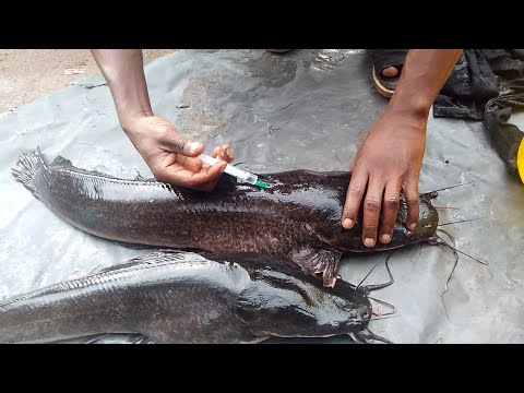 Видео: Как вывести мальков сома | 100% бесплатная информация (стоимостью 250 тыс. ₦), секрет выведения р...