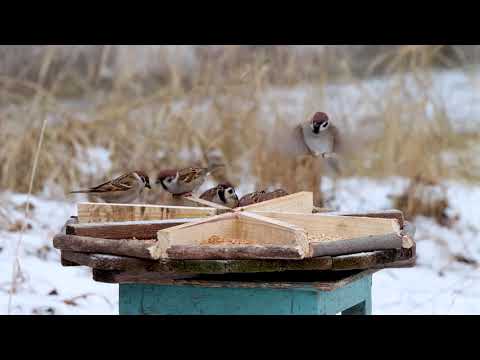 Видео: Вкусы синиц и воробьев. Зёрна, хлопья, крупы