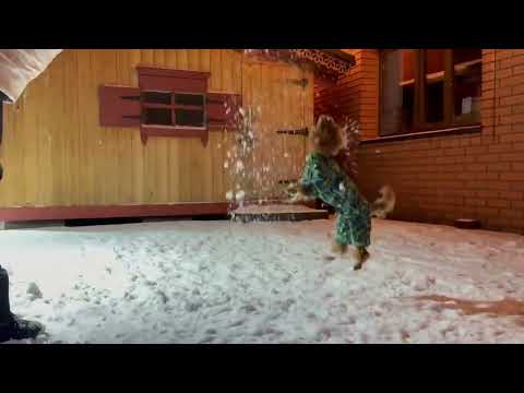 Видео: Скоро-скоро Новый Год!