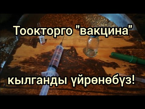 Видео: Тоокторго "вакцина" кылганды үйрөнөбүз! 👈