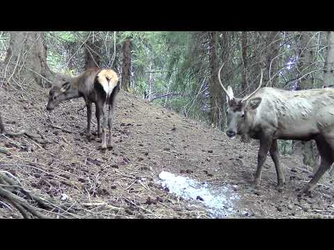 Видео: Марал на привале. Фото-ловушка октябрь 2025