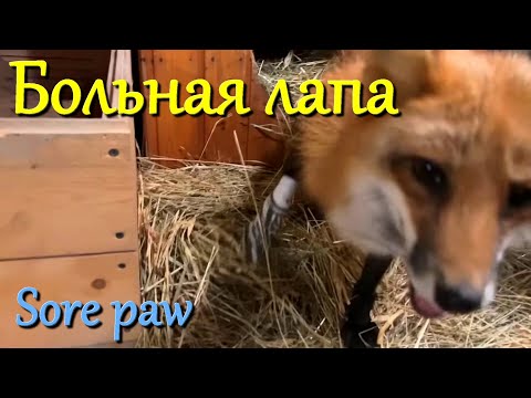 Видео: Алиса лиса. Рана у Алисы, лечение (Alice's wound, treatment).