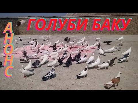 Видео: Анонс! Бакинские голуби Мяжнуна в Баку!