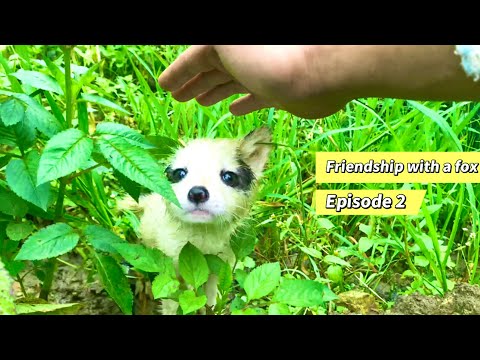 Видео: Ужасно! Лиса 🦊 попала в аварию, а бедный детеныш лисы плачет от голода. 🦊💔🥰😘❤👍💪💪💪