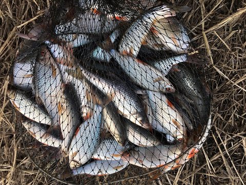 Видео: Река Мерея Плотва