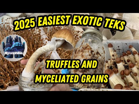 Видео: Трюфели и мицелиевые зерна: гораздо проще, чем дядя Бен, самые тщательно охраняемые секреты микол...