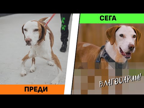 Видео: Нов живот за ВЕЛИН #animalrescuesofia #dogrescue