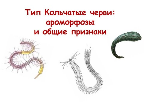 Видео: Тип Кольчатые черви: ароморфозы и общие признаки