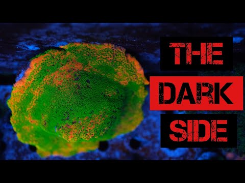 Видео: Посмотрите это, прежде чем получить Монтипора | Темная сторона Монтиса!