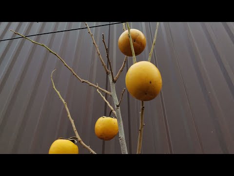 Видео: Вы ещё не видели таких плодов хурмы Жемчужины!!!