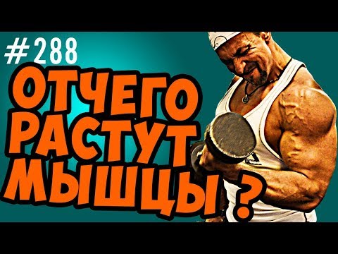 Видео: мышечный рост. Главные факторы  мышечного роста. теория разрушения и теория накопления