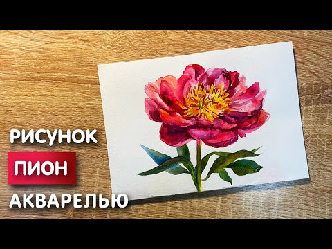 Видео: Как нарисовать пион карандашом и акварелью начинающим | Рисунок для детей