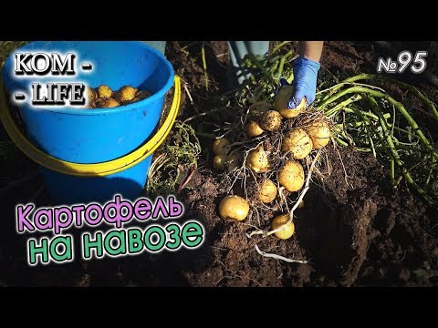 Видео: ВЫКОПАЛИ КАРТОШКУ