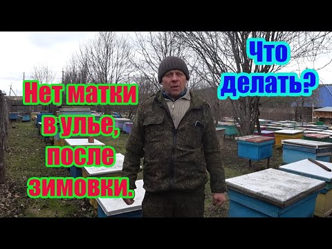 Видео: ОШИБКИ НАЧИНАЮЩИХ ПЧЕЛОВОДОВ, НЕТ МАТКИ В СЕМЬЕ ПОСЛЕ ЗИМОВКИ, ЧТО ДЕЛАТЬ?
