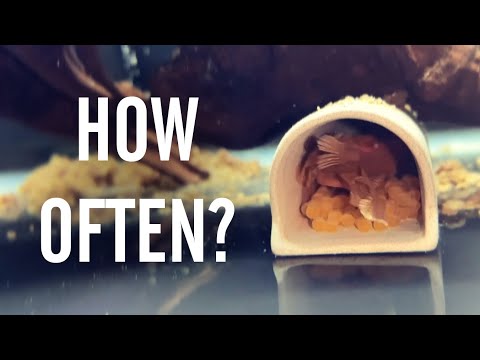 Видео: Как часто размножаются/нерестятся щетинистые плеко?