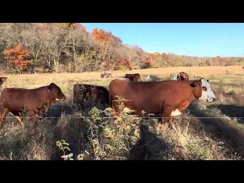 Видео: GranMan практикуется в разматывании сена с помощью разматывателя тюков Greg Judy 20251110 #ротаци...