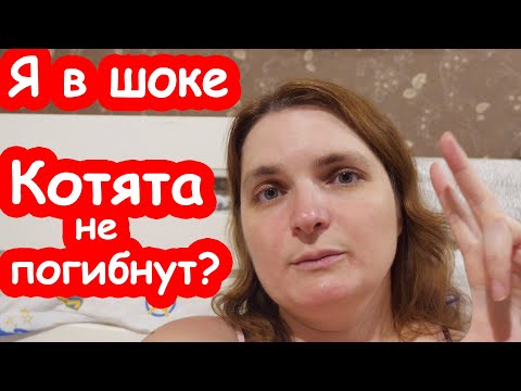 Видео: VLOG Мира родила на улице и где-то бросила котят