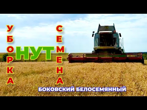 Видео: Крупный нут 8+. Боковский белосемянный.