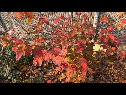 Видео: Яркие краски осени. Листопад. Метасеквойя, 08 ноября 2025 г.