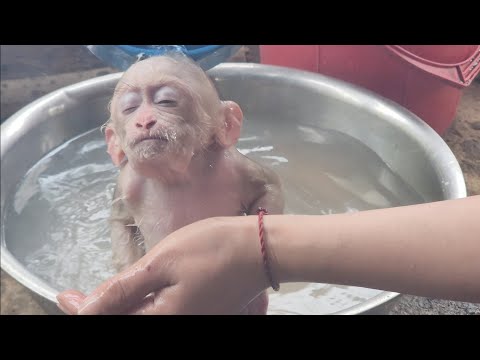 Видео: Супер милую и послушную Бубу вымыл Ван дочиста