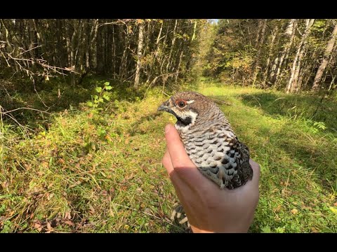 Видео: Охота на рябчика 2025