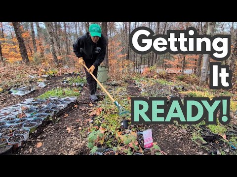 Видео: Последний осенний рывок — закрытие питомника и подготовка горшков к зиме