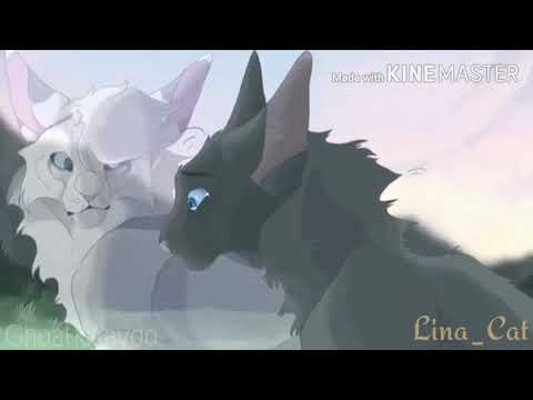 Видео: Коты Воители~ Animals // Warriors~Animals