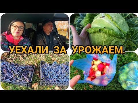 Видео: ПОСЛЕДНИЙ УРОЖАЙ 🥬🍎🍇 В ЭТОМ СЕЗОНЕ. НАВЕЛИ ПОРЯДОК, МУХТАР СКУЧАЛ 🐕‍🦺