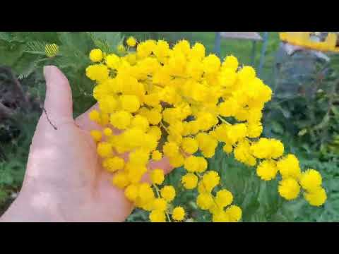 Видео: Южная Италия. Мой сад в горах. Живой звук.