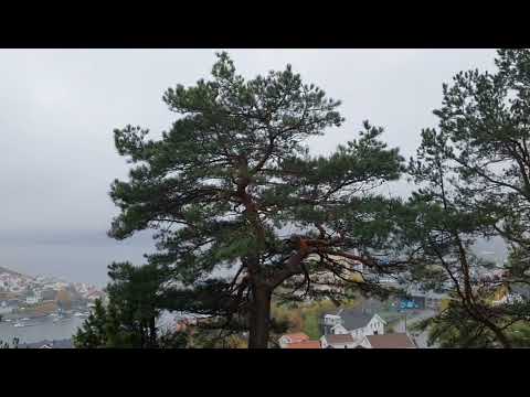 Видео: Steinmann. Мой рабочий день. Norway.🌲🌾
