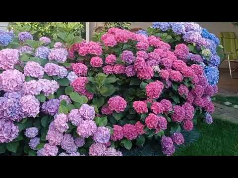 Видео: Обрезка ГОРТЕНЗИИ крупнолистной на обильное  БУКЕТНОЕ ЦВЕТЕНИЕ.